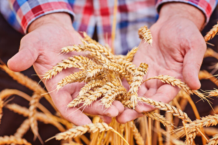 The Future of Brewing Barley in Romania: Coupled Support Could Bring Profit to Farmers