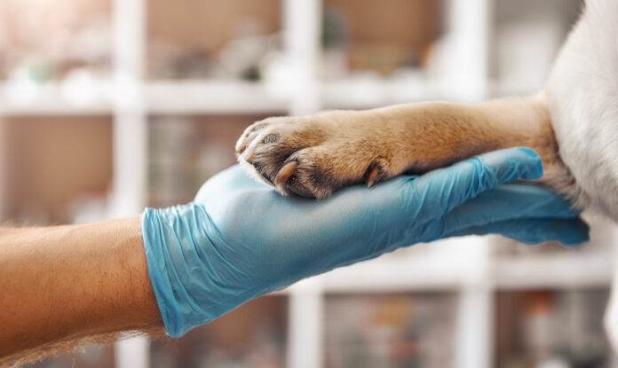 PartnerVet acquires Vet Zone Pipera veterinary clinic